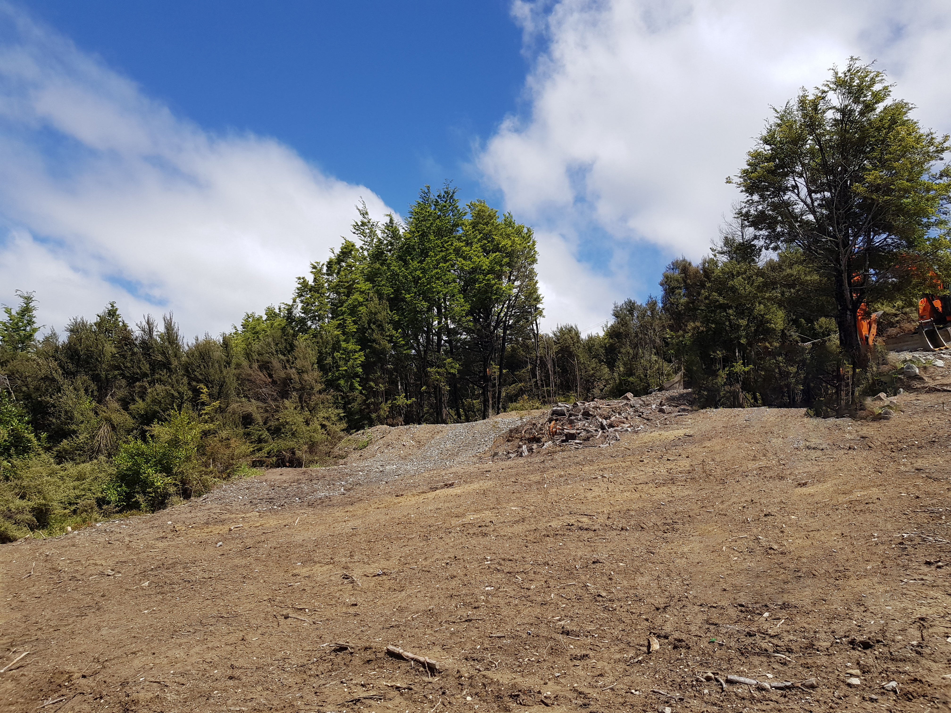 New Zealand Plants and Trees for Erosion Control and Slope Stability